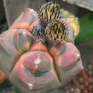 Fresh 10pcs Astrophytum myriostigma kho jo reverse fresh seeds