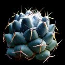 Fresh 10pcs Coryphantha maiz tablasensis Seeds Rare Cactus Plants