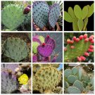 Fresh 10pcs Opuntia Mix Seeds Rare Cactus Plants