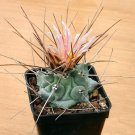 Fresh 10pcs Thelocactus rinconensis Seeds Rare Cactus Plants