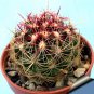 Fresh 10pcs Thelocactus bicolor Seeds Rare Cactus Plants