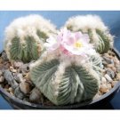 Fresh 10pcs AZTEKIUM ritteri Seeds Rare Cactus Plants