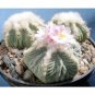 Fresh 10pcs AZTEKIUM ritteri Seeds Rare Cactus Plants