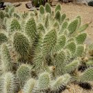 Fresh 10pcs Opuntia polyacantha Seeds Rare Cactus Plants