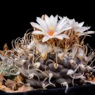 Fresh 10pcs Turbinicarpus macrochele Seeds Rare Cactus Plants