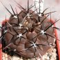 Fresh 10pcs Gymnocalycium striglianum Seeds Rare Cactus Plants