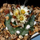 Fresh 10pcs Turbinicarpus swobodae Seeds Rare Cactus Plants