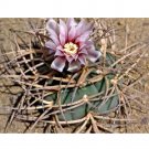 Fresh 10pcs Gymnocalycium cardenasianum Seeds Rare Cactus Plants
