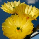 Fresh 10pcs Echinocereus subinermis Seeds Rare Cactus Plants