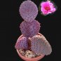 Fresh 10pcs Opuntia basilaris Seeds Rare Cactus Plants