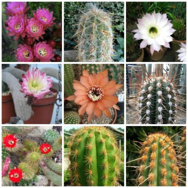 Fresh 10pcs Haageocereus Mix Seeds Rare Cactus Plants