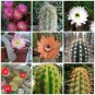 Fresh 10pcs Haageocereus Mix Seeds Rare Cactus Plants