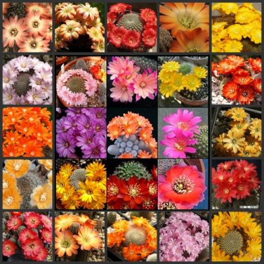Fresh 10pcs REBUTIA Mixed Seeds Rare Cactus Plants