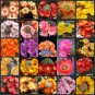 Fresh 10pcs REBUTIA Mixed Seeds Rare Cactus Plants