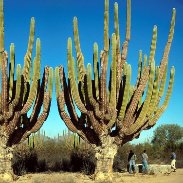 Fresh 10pcs Pachycereus pringlei Seeds Rare Cactus Plants