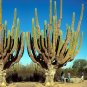 Fresh 10pcs Pachycereus pringlei Seeds Rare Cactus Plants