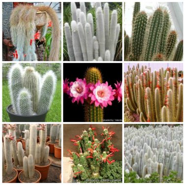 Fresh 10pcs Cleistocactus Seeds Rare Cactus Succulent Plants