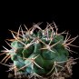 Fresh 10pcs Gymnocalycium catamarcense ssp.catamarcense Seeds Cactus Succulent s