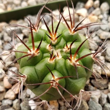 Fresh 10pcs Gymnocalycium riograndense Seeds Rare Cactus Succulent Plants