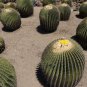 Fresh 10pcs Seeds Echinocactus ingens Rare Cactus Succulent Plants