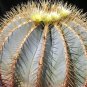 Fresh 10pcs Ferocactus glaucescens Seeds Rare Cactus Succulent Plants