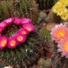 Fresh 10pcs Notocactus herteri Seeds Rare Cactus Succulent Plants