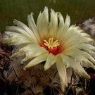 Fresh 10pcs Seeds Coryphantha reduncispina Rare Cactus Succulent Plants