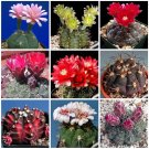 Fresh 10pcs Gymnocalycium Mixed seeds Rare Cactus Succulent Plants