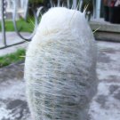 Fresh 10pcs Seeds ESPOSTOA melanostele Rare Cactus Succulent Plants