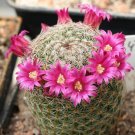 Fresh 10pcs Seeds MAMMILLARIA matudae Rare Cactus Succulent Plants