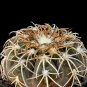 Fresh 10pcs Seeds Gymnocalycium spegazzinii ssp.Punillaense Cactus Succulent s