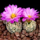 Fresh 10pcs Escobaria nellieae Seeds Rare Cactus Succulent Plants