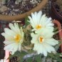 Fresh 10pcs ARIOCARPUS trigonus v.minor Seeds Rare Cactus Succulent Plants