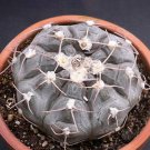 Fresh 10pcs Gymnocalycium Prochazkianum Seeds Rare Cactus Succulent Plants