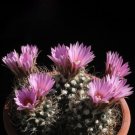 Fresh 10pcs Turbinicarpus Pseudomacrochele Seeds Rare Cactus Succulent Plants