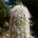 Fresh 10pcs Oreocereus Celsianus Seeds Rare Cactus Succulent Plants
