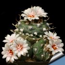 Fresh 10pcs Turbinicarpus Polaskii Seeds Rare Cactus Succulent Plants