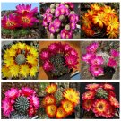 Fresh 10pcs Sulcorebutia Mix Seeds Rare Cactus Succulent Plants