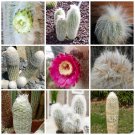 Fresh 10pcs Espostoa Mix Seeds Rare Cactus Succulent Plants