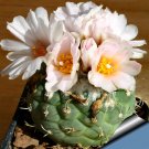 Fresh 10pcs Turbinicarpus lophophoroides Seeds Rare Cactus Succulent Plants