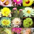 Fresh 10pcs Coryphantha Mix Seeds Semi Cactus Sementi Succulent Plants