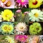 Fresh 10pcs Coryphantha Mix Seeds Semi Cactus Sementi Succulent Plants