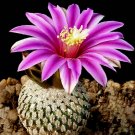 Fresh 10pcs Pelecyphora Pseudopectinata seeds semi Cactus sementi Succulent Plants