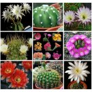 Fresh 10pcs Echinopsis+Pseudolobivia Rare Cactus Mixed Seeds