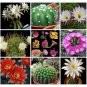 Fresh 10pcs Echinopsis+Pseudolobivia Rare Cactus Mixed Seeds