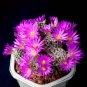 Fresh 10PCS Mammillaria Hernandezii Seeds Rare Cactus Succulent