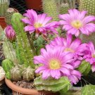 Fresh 10PCS Seeds Cactus Echinocereus viereckii var. morricalii Cactus Seeds
