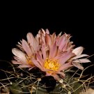 Fresh 10PCS Echinocereus Knippelianus var Kruegeri‏ Seeds