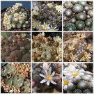 Fresh 10PCS BLOSSFELDIA Cactaceae Truffle Jade Mixed Seeds