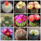 Fresh 10PCS Notocactus Cactaceae Southland Jade Mixed Seeds